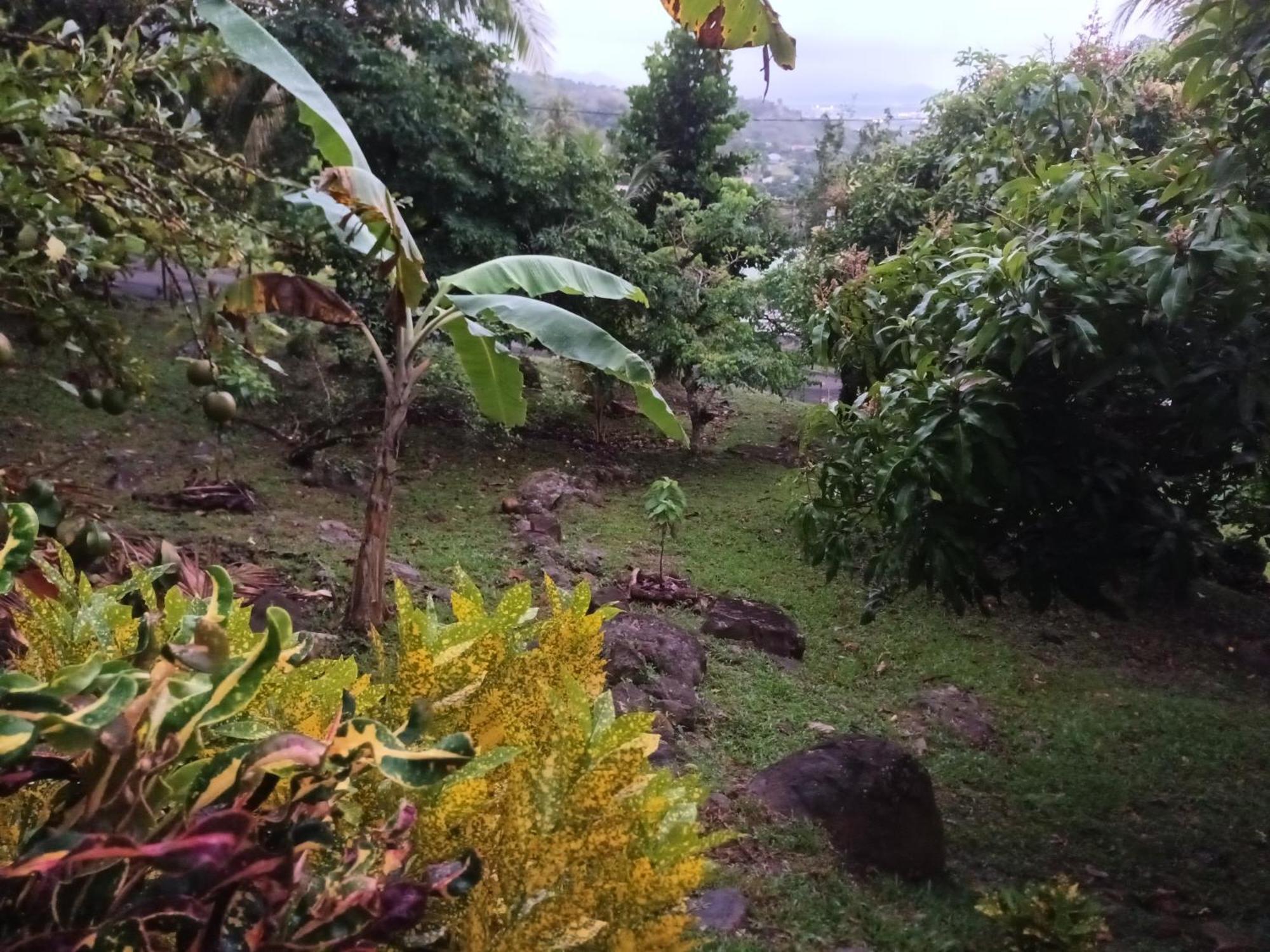 Martinique La Petite Maison Dans La Colline Le Lamentin Eksteriør billede